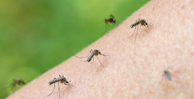 Как Астана борется с комарами и мошками