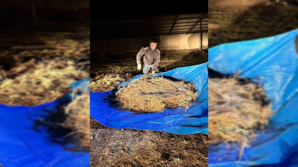 Пастух заготовил для себя более 40 кг наркотиков в Жамбылской области