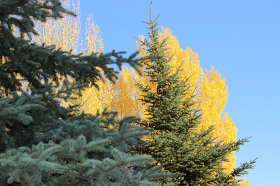 Хищники опасны, но находятся под защитой