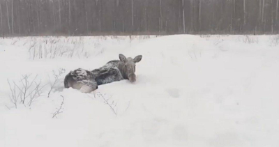 В Татарстане спасли двух лосей, попавших в снежную ловушку