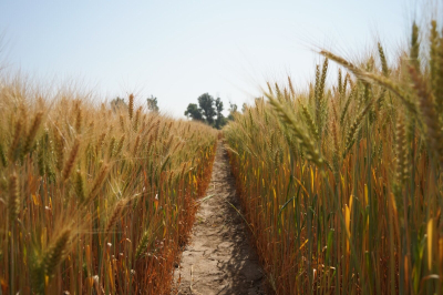 Зерно сомнений не взошло