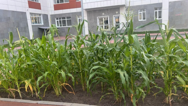 В Астане школьники провели исследование по выращиванию засухоустойчивых культур