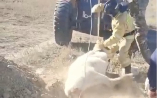 Спасатели вытащили корову из глубокой ямы