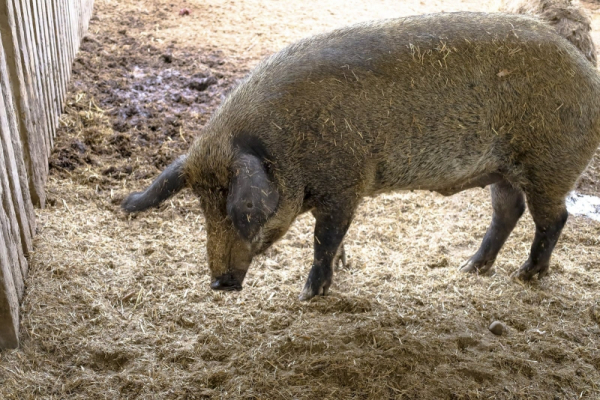 Свинское поведение: бродячие хрюшки разгуливают по свердловском городу, администрация бездействует