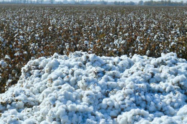 В Туркестанской области отметили Всемирный день хлопка