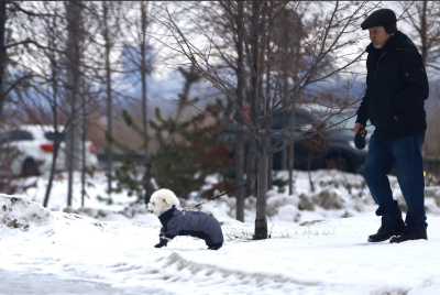 Какой штраф грозит россиянам за неправильный выгул домашних животных