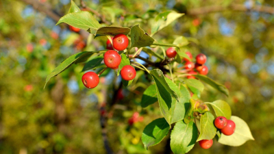 Какую погоду принесет казахстанцам антициклон к концу августа