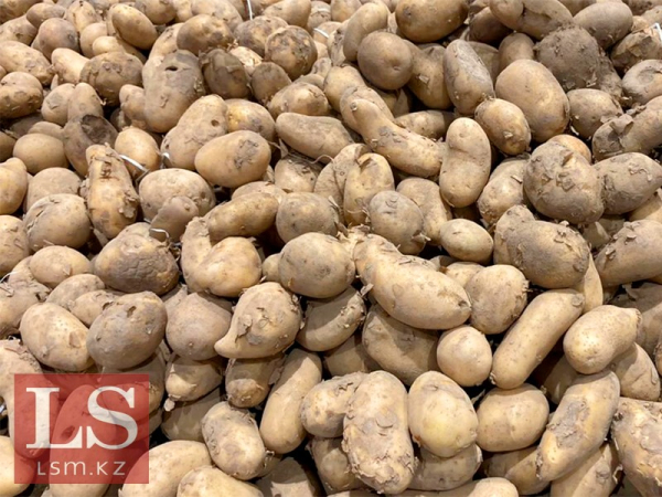 В Казахстане ищут инвестора для картофельного проекта