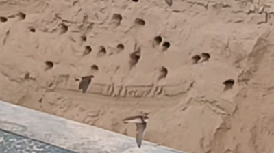 &laquo;Я лучше уволюсь&raquo;: рабочий из ЗКО отказался закапывать гнёзда ласточек и стал героем соцсетей