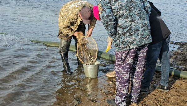 100 тыс. мальков карпа выпущено в реку Селеты в Акмолинской области