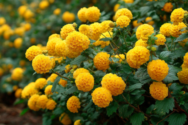 Многолетник, который цветет на одном месте 60 лет: радует глаз с весны до осени