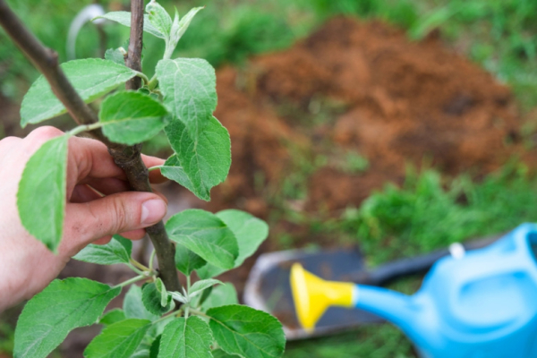 Апрельская посадка: 5 плодовых деревьев, которые приживутся лучше всего и дадут урожай через год