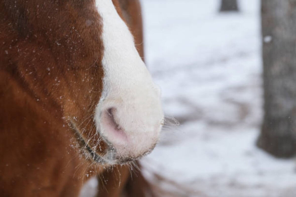 Лошади замерзают в Степногорске (ВИДЕО)