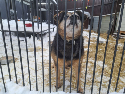 Массовую смерть собак в приюте Тобольска опровергли: что случилось на самом деле
