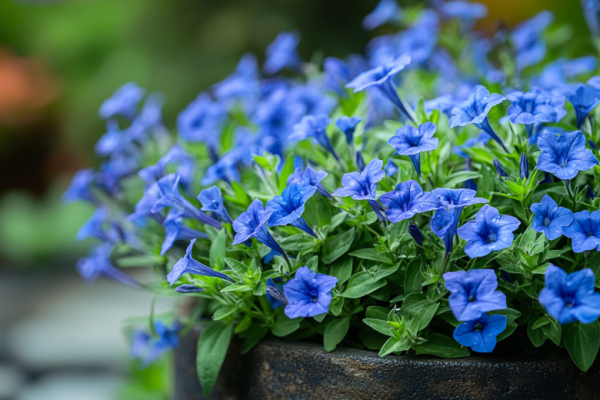 Цветет голубым ковром все лето, покрывая клумбы лазурной шапкой и разрастаясь в пышные шары