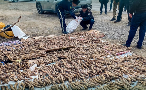 Крупная партия рогов сайги изъята в Жетысуской области