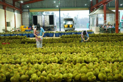 Китай развивает торговлю фруктами со странами реки Меконг
