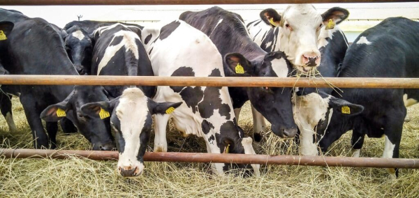 Россельхознадзор оштрафовал производителя молока из Казахстана