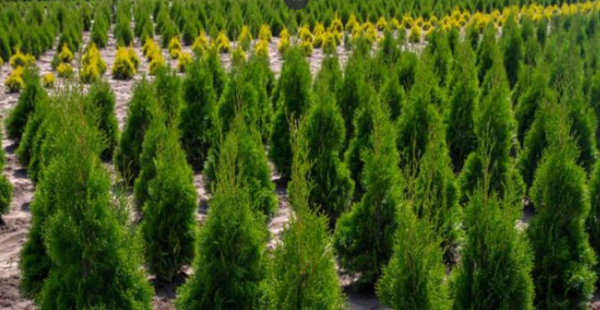 Первый крупный лесной питомник создадут в Алматы