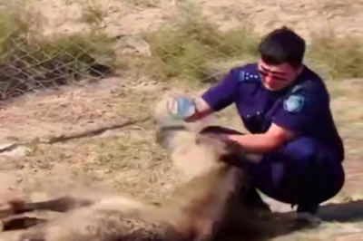 В Атырауской области полицейский помог ослабевшему жеребёнку