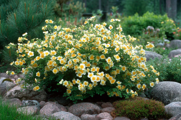 Цветет 5 месяцев без полива и подкормок: кустарник, над которым не надо хлопотать