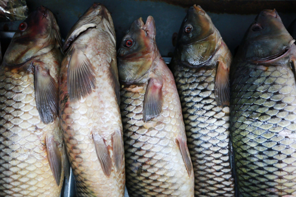 Из Алматинской области незаконно экспортировали рыбу в страны ЕС