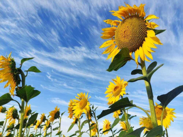 Жара до 42 градусов, дожди и град ожидаются в Казахстане в субботу