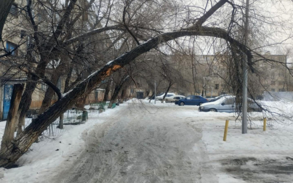 Народный репортер. Дерево скоро повалит новый фонарный столб