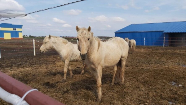 Порода обязывает: Талия Минуллина предложила завлекать инвесторов татарскими лошадями 15/04/2026 &ndash; Статьи