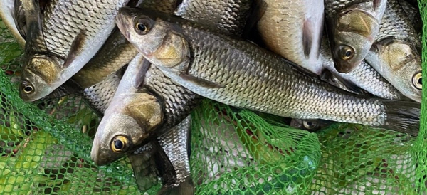 Сети и электроудочки: ОПМ "Браконьер" выявляет случаи нарушения правил рыболовства в области Абай