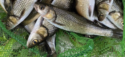 Сети и электроудочки: ОПМ &quot;Браконьер&quot; выявляет случаи нарушения правил рыболовства в области Абай