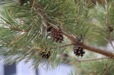 Первое дыхание зимы: метель, гололед и резкое похолодание обрушатся на Казахстан