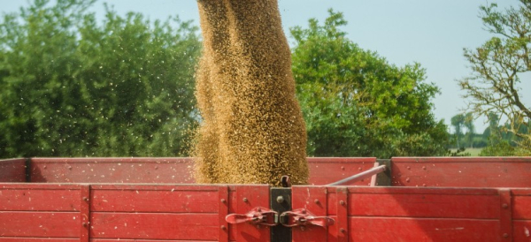 Кого не коснется запрет на ввоз пшеницы в РК авто и ж/д транспортом, пояснили в Минсельхозе