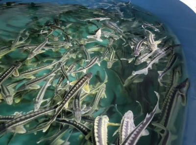 В Костанае выращивают осетровых по современным экологическим технологиям