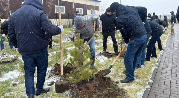 МЧС продолжает акцию по посадке хвойных деревьев