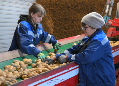 Картофельный год