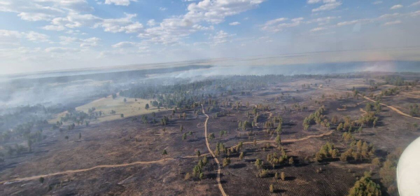 Оценен полный ущерб от лесного пожара в Абайской области