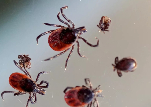 Татарстанцев предупредили о ранней активности клещей после снежной зимы