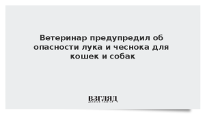Ветеринар предупредил об опасности лука и чеснока для кошек и собак