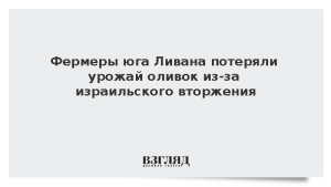 Фермеры юга Ливана потеряли урожай оливок из-за израильского вторжения