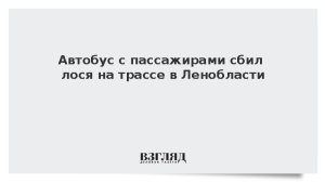Автобус с пассажирами сбил лося на трассе в Ленобласти