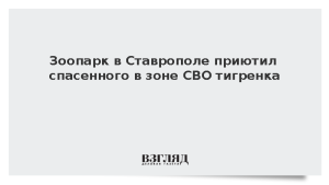 Зоопарк в Ставрополе приютил спасенного в зоне СВО тигренка