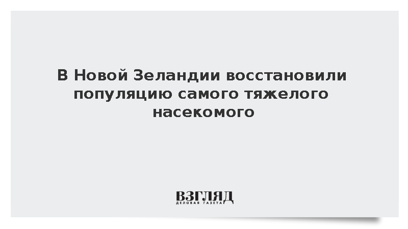 В Новой Зеландии восстановили популяцию самого тяжелого насекомого